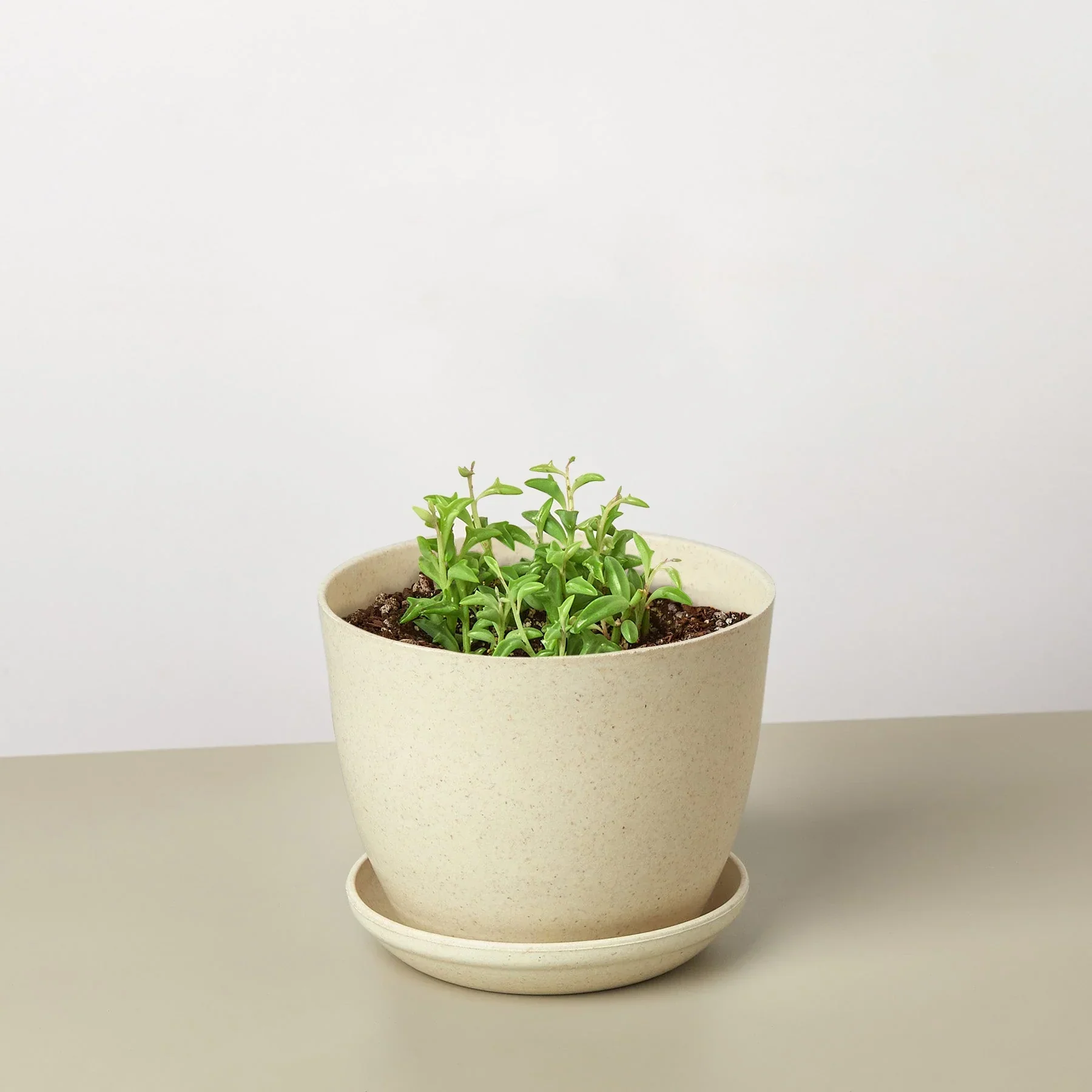 Succulent 'String of Dolphins' - Image 10
