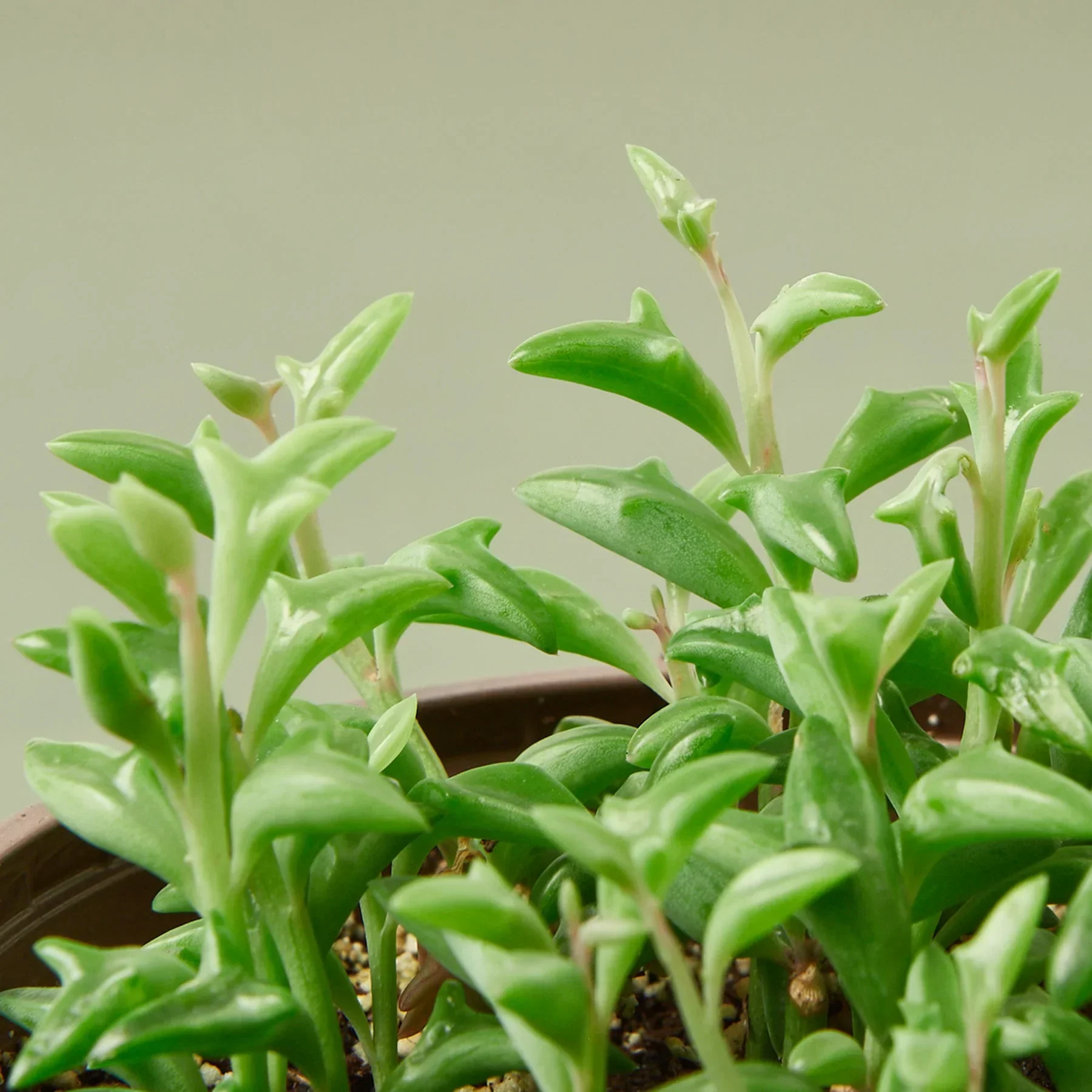 Succulent 'String of Dolphins' - Image 2