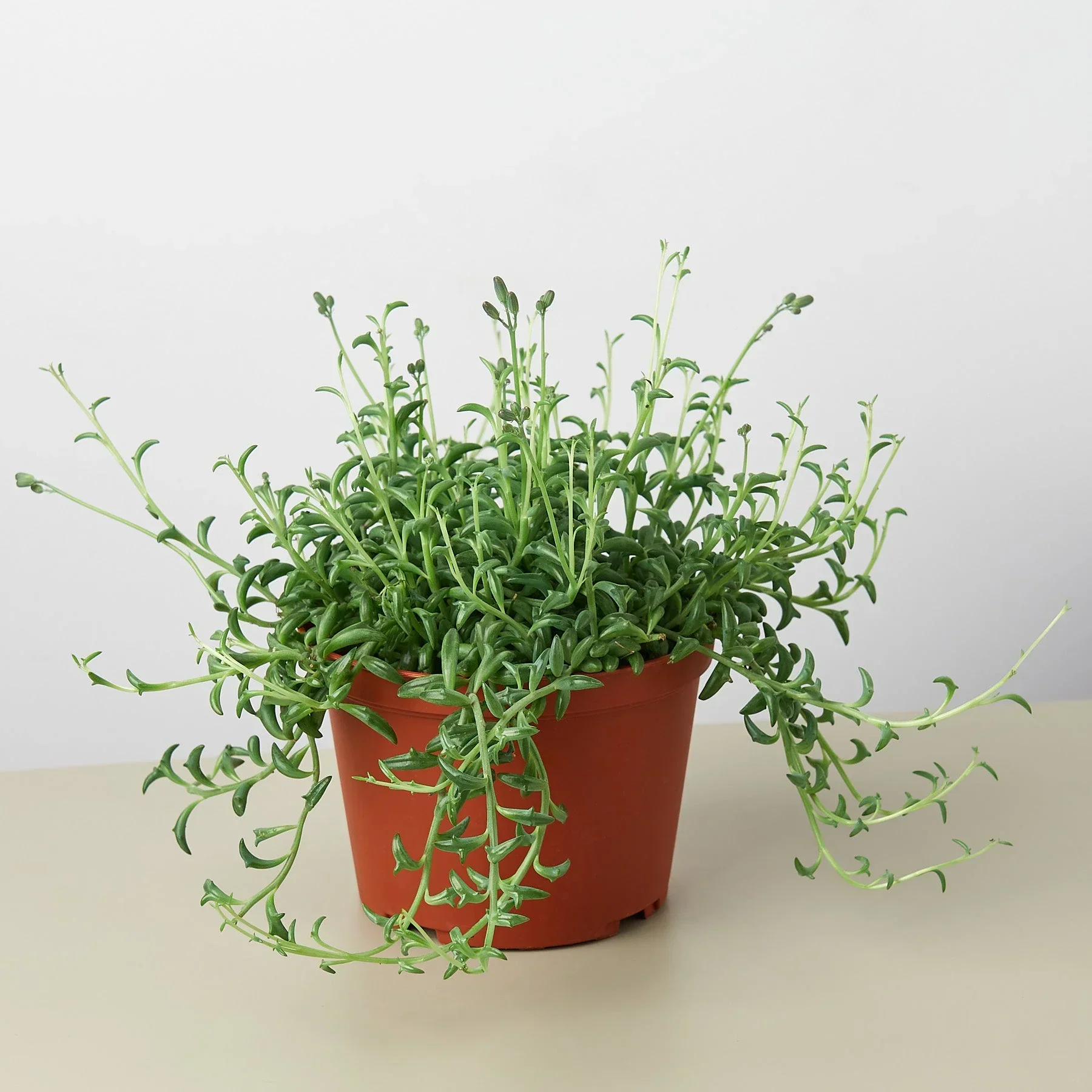Succulent 'String of Dolphins' - Image 4