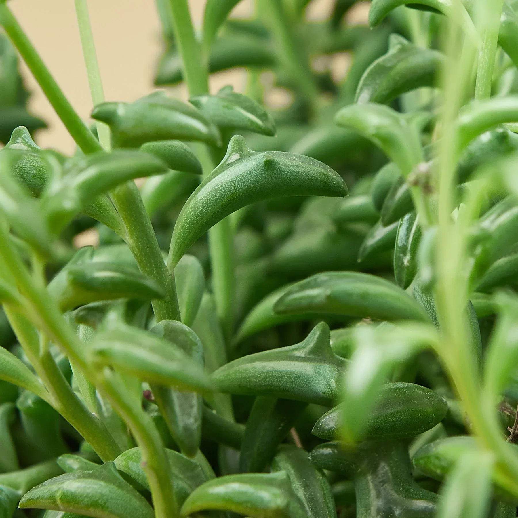 Succulent 'String of Dolphins' - Image 5