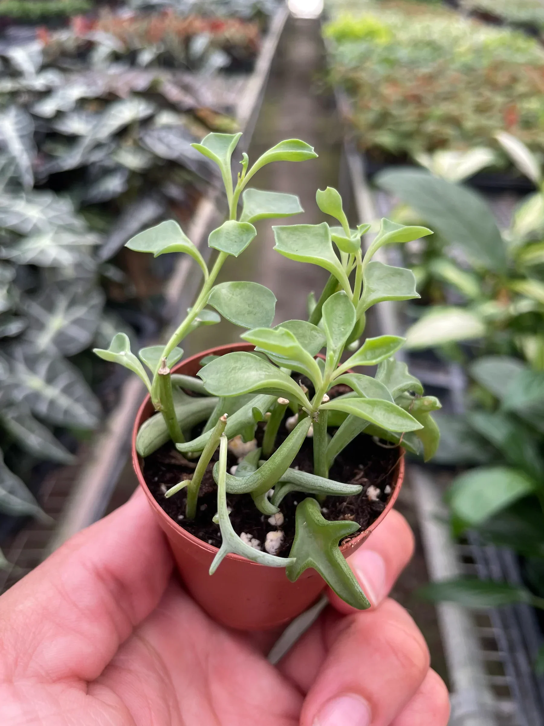 Succulent 'String of Dolphins' - Image 7