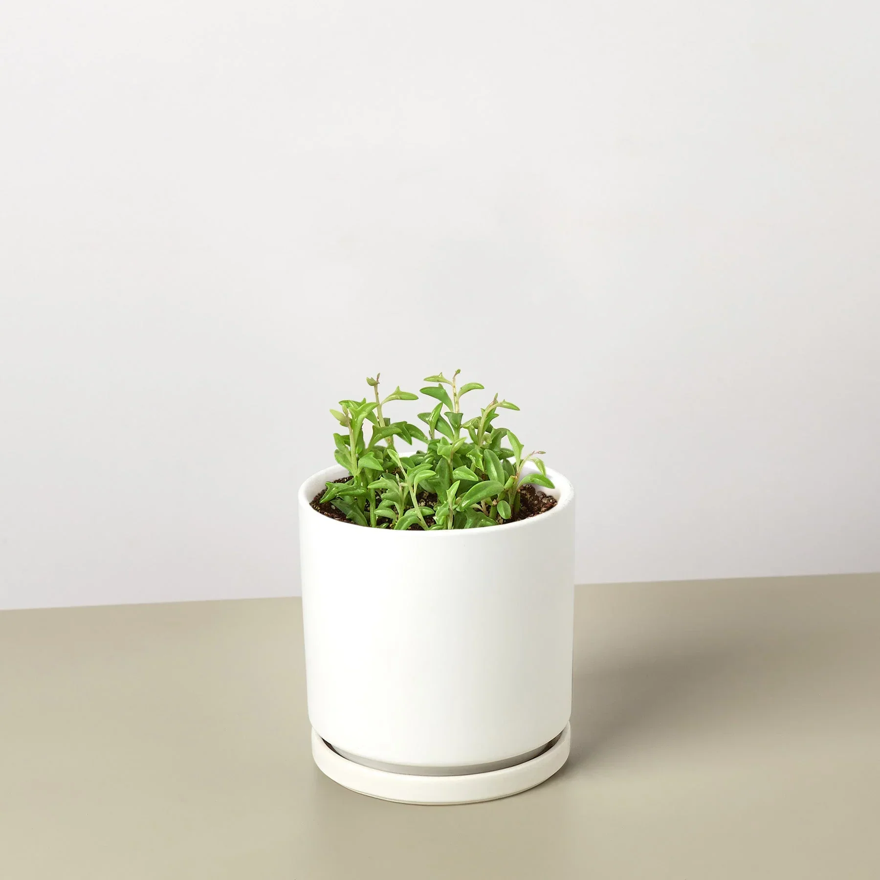 Succulent 'String of Dolphins' - Image 9