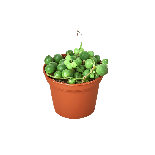 Succulent 'String of Pearls' - Image 4