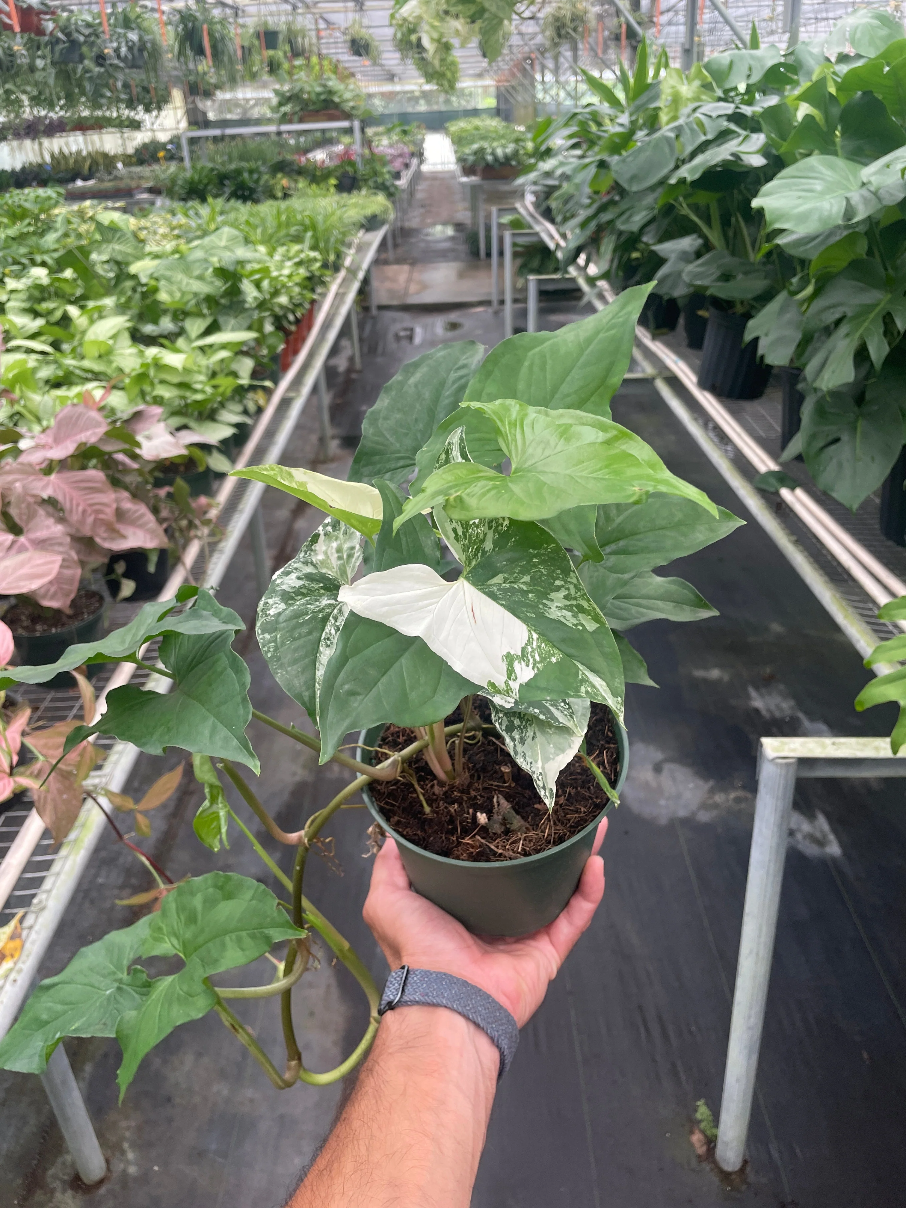 Syngonium 'Albo' - Image 2
