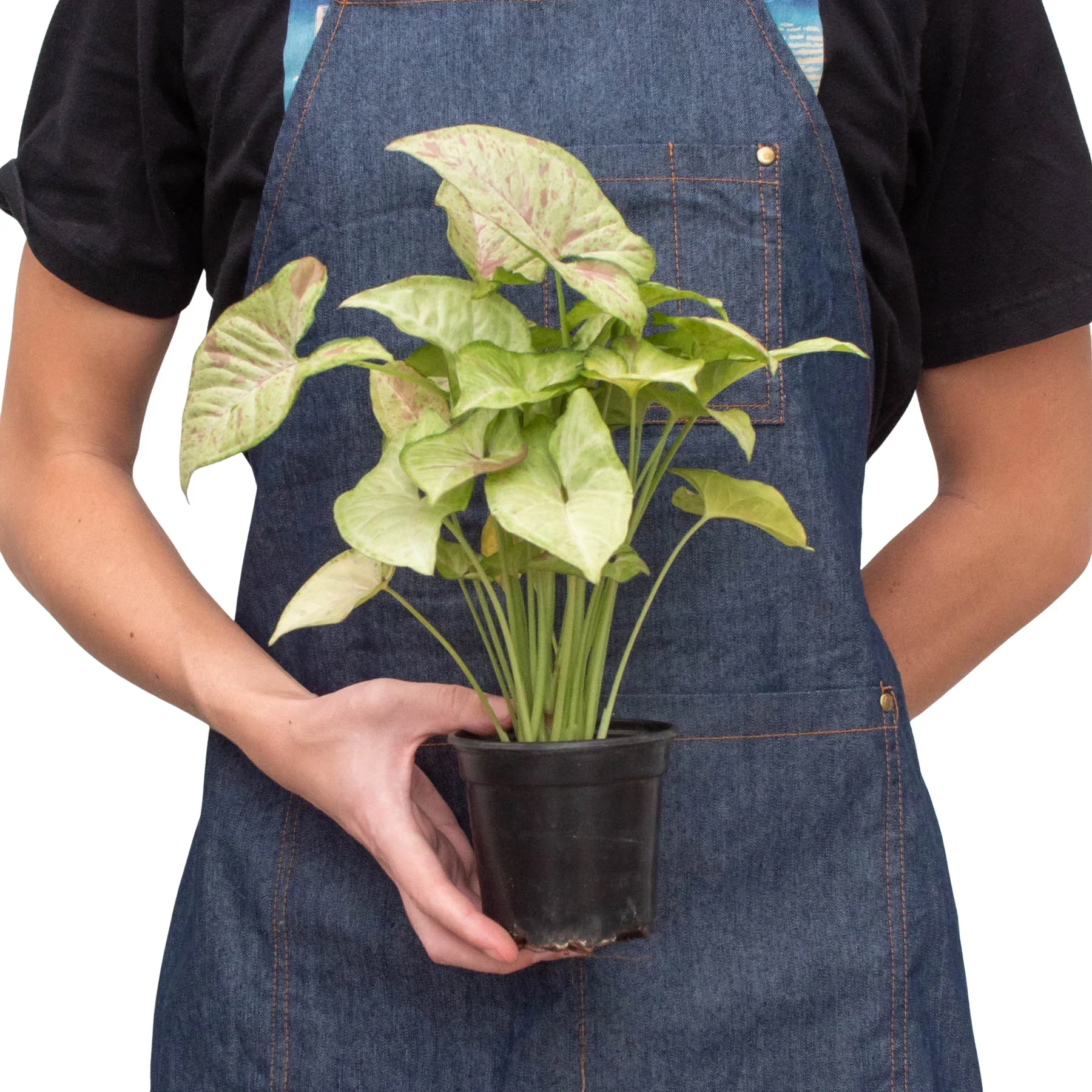 Syngonium 'Confetti' - Image 3