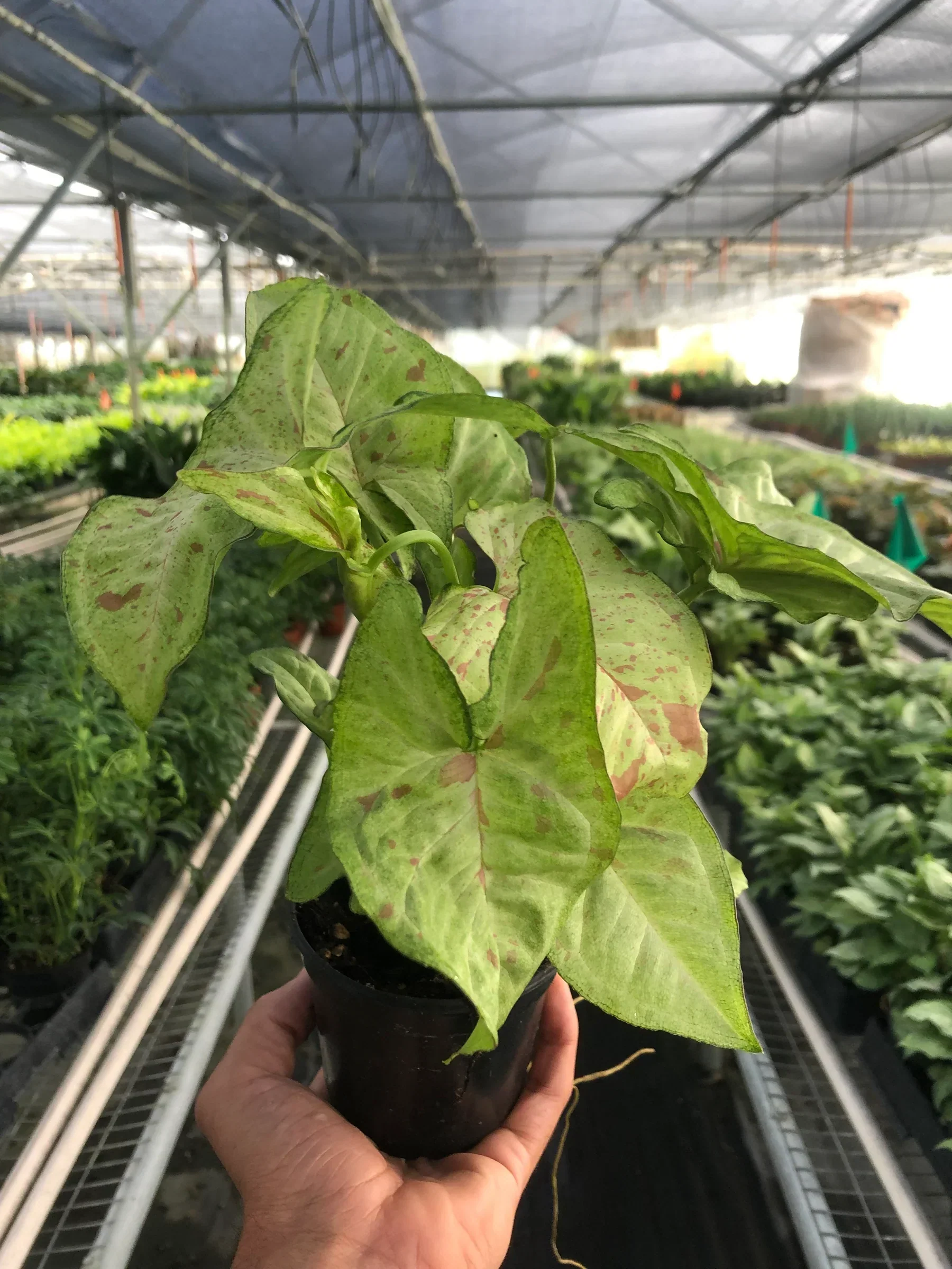 Syngonium 'Confetti' - Image 4