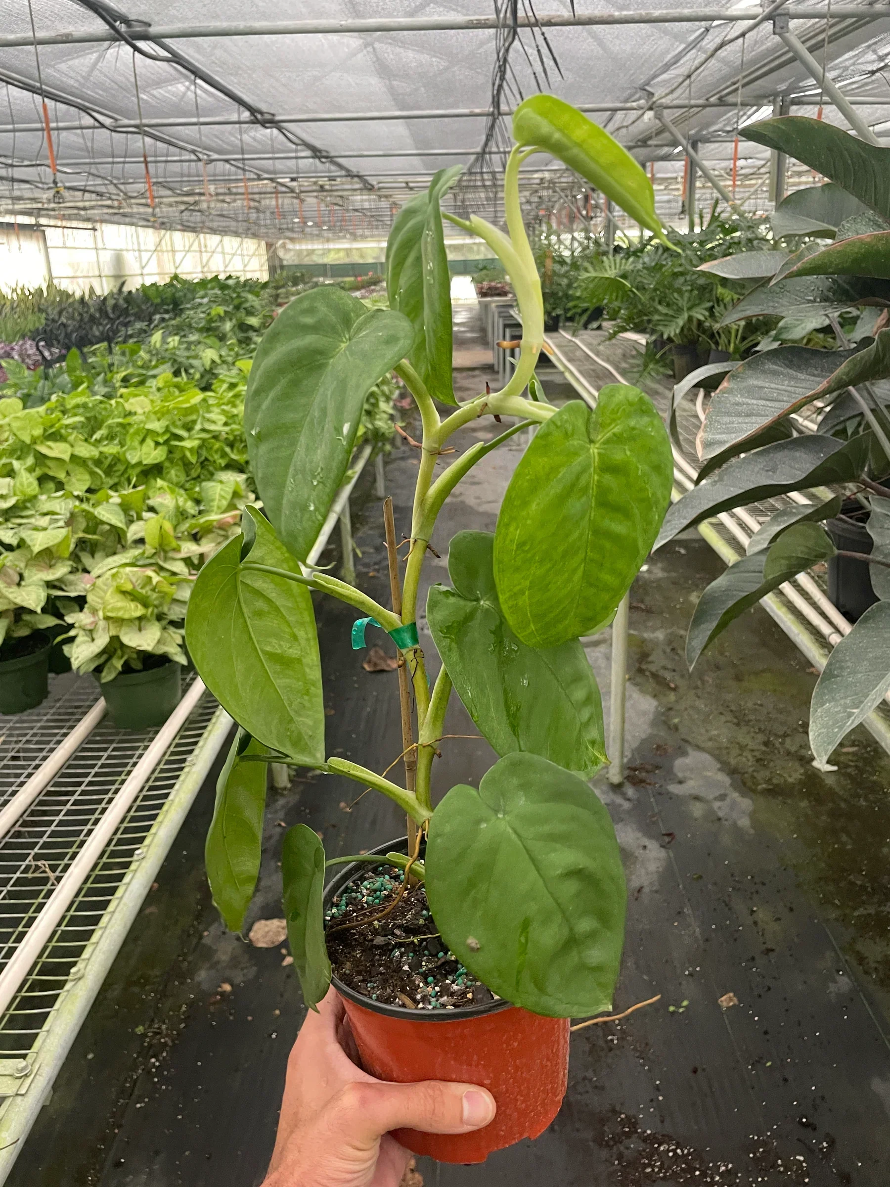 Syngonium 'Ice Frost' - Image 3