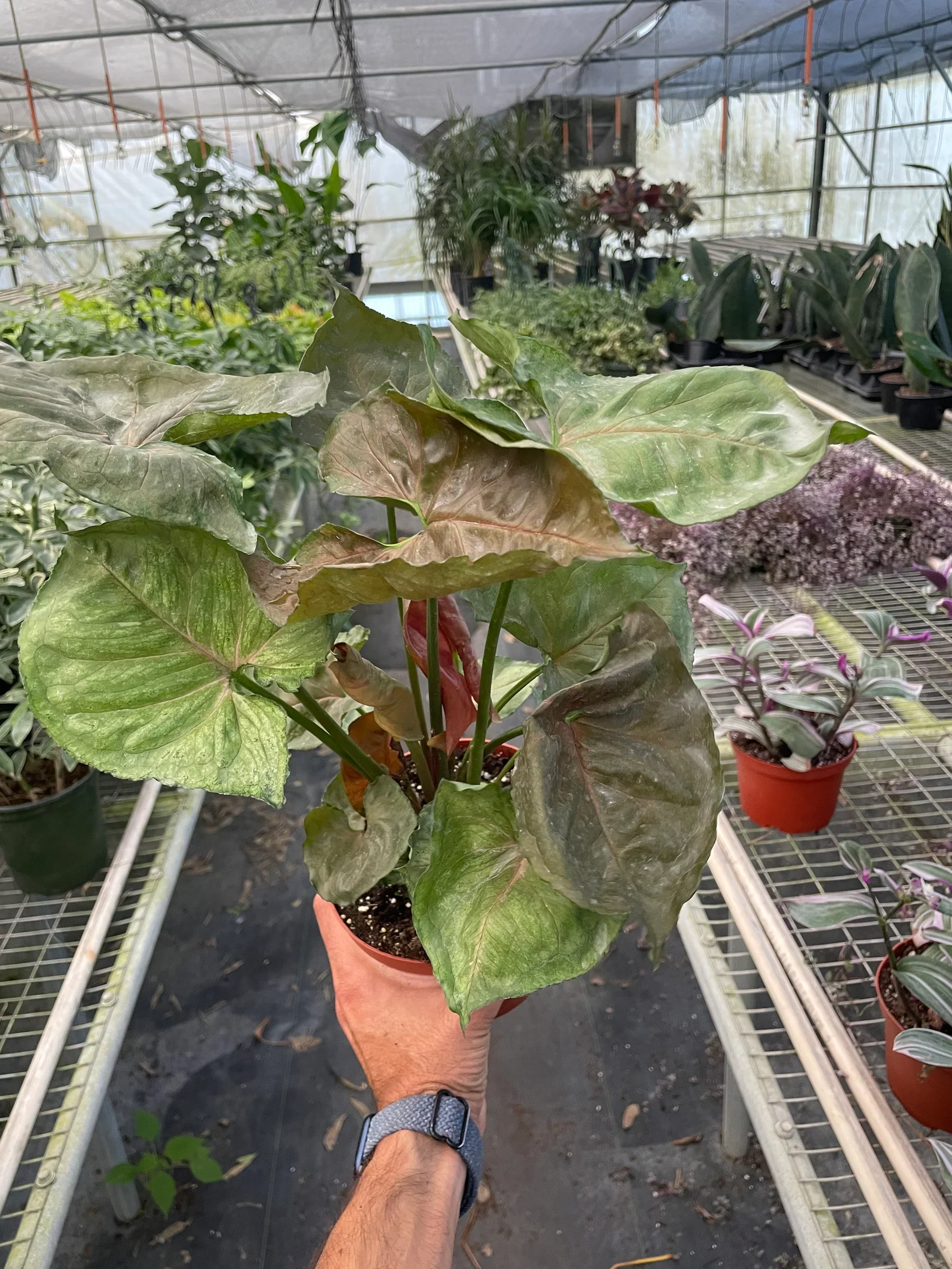 Syngonium Merry - Image 5