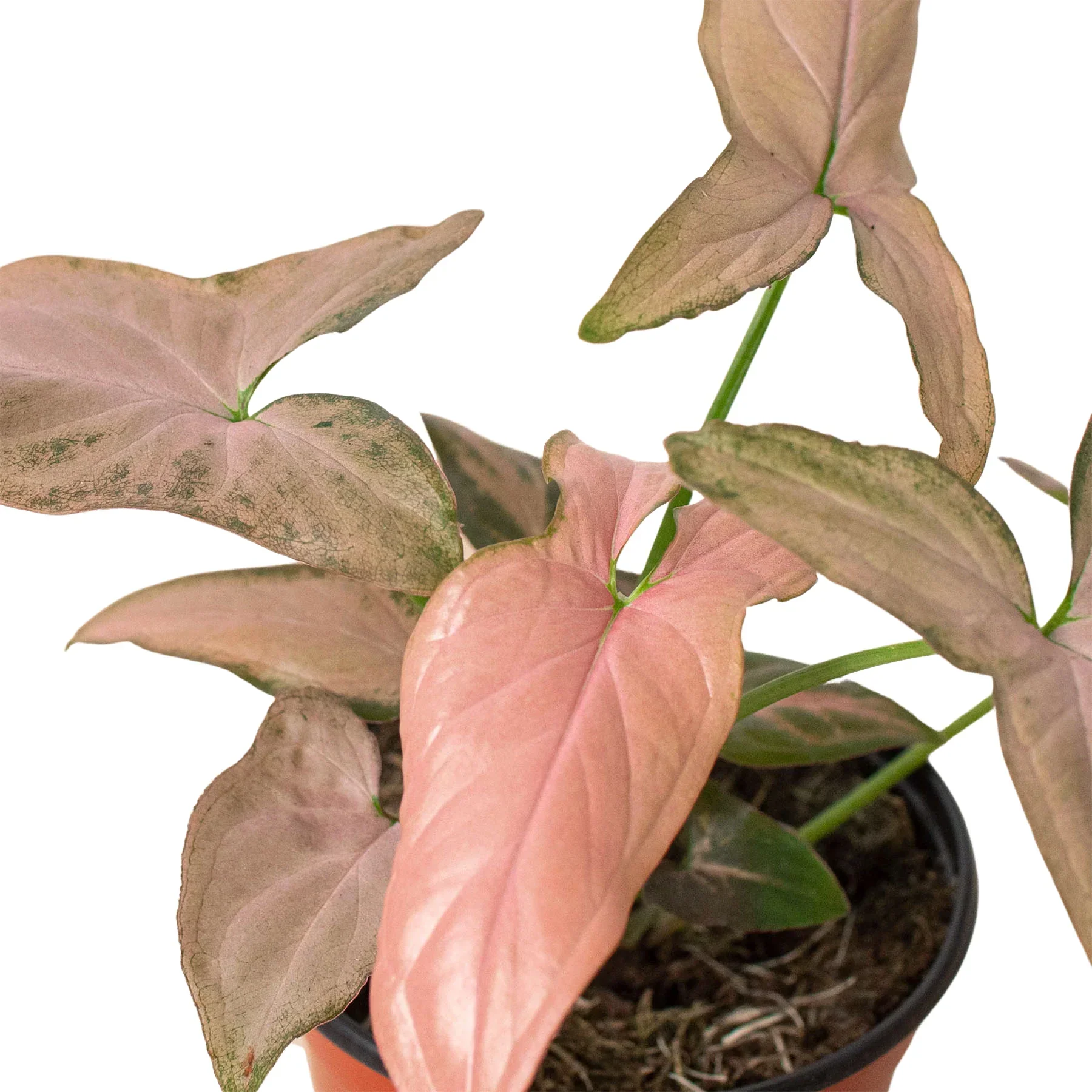 Syngonium 'Pink Splash' - 4" Pot - Image 2