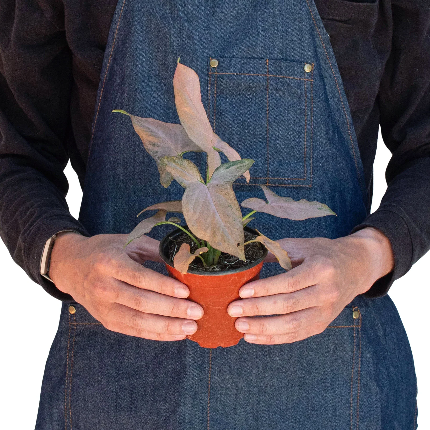 Syngonium 'Pink Splash' - 4" Pot - Image 4