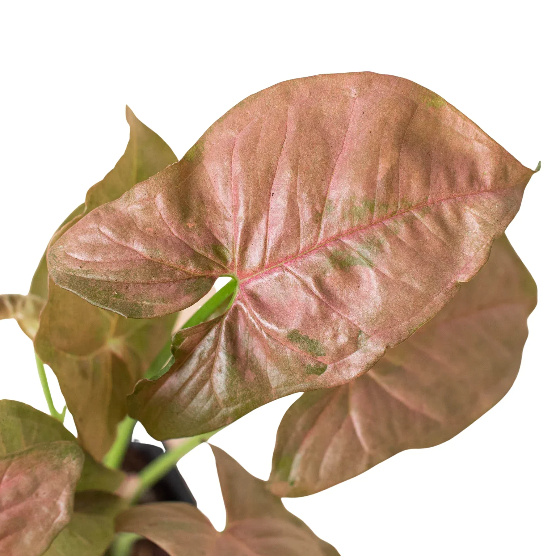 Syngonium Strawberry - Image 2
