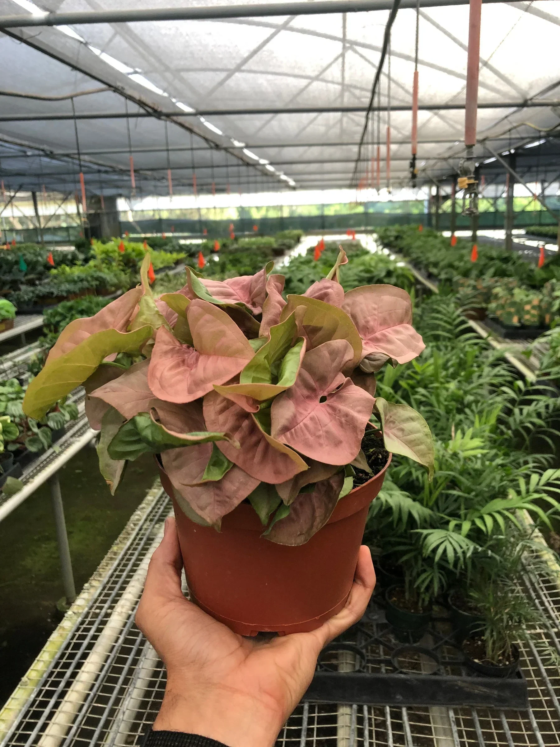 Syngonium Strawberry - Image 5