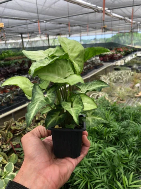 Syngonium White Butterfly - Image 4