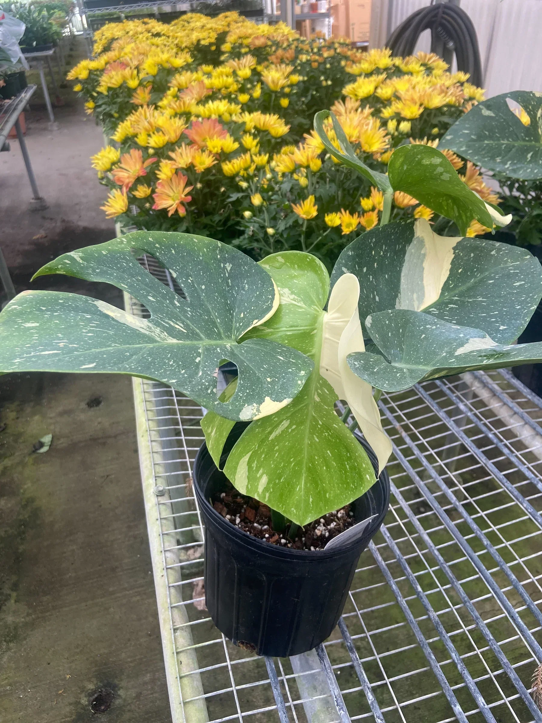 Thai Constellation Monstera - Image 10