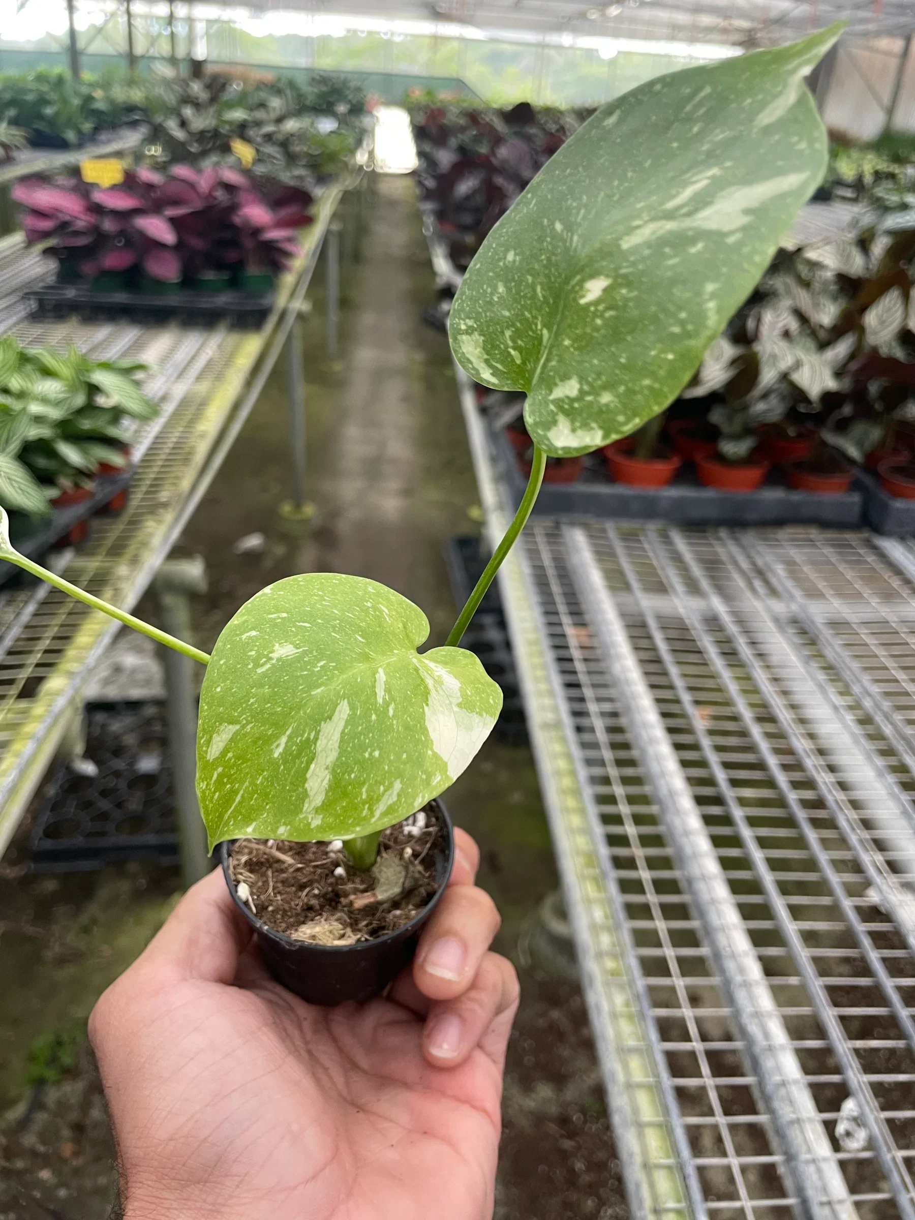 Thai Constellation Monstera - Image 11