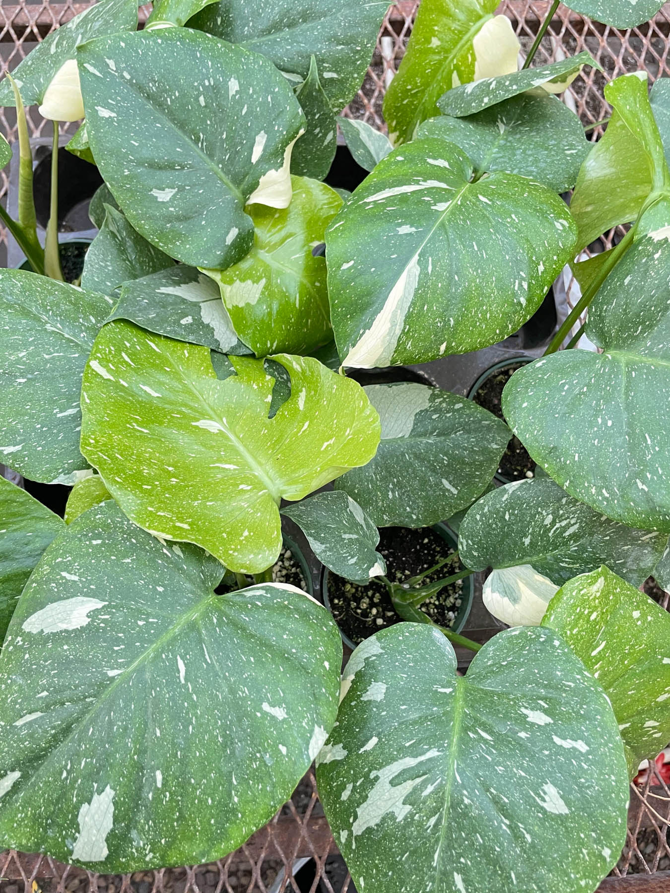 Thai Constellation Monstera - Image 3