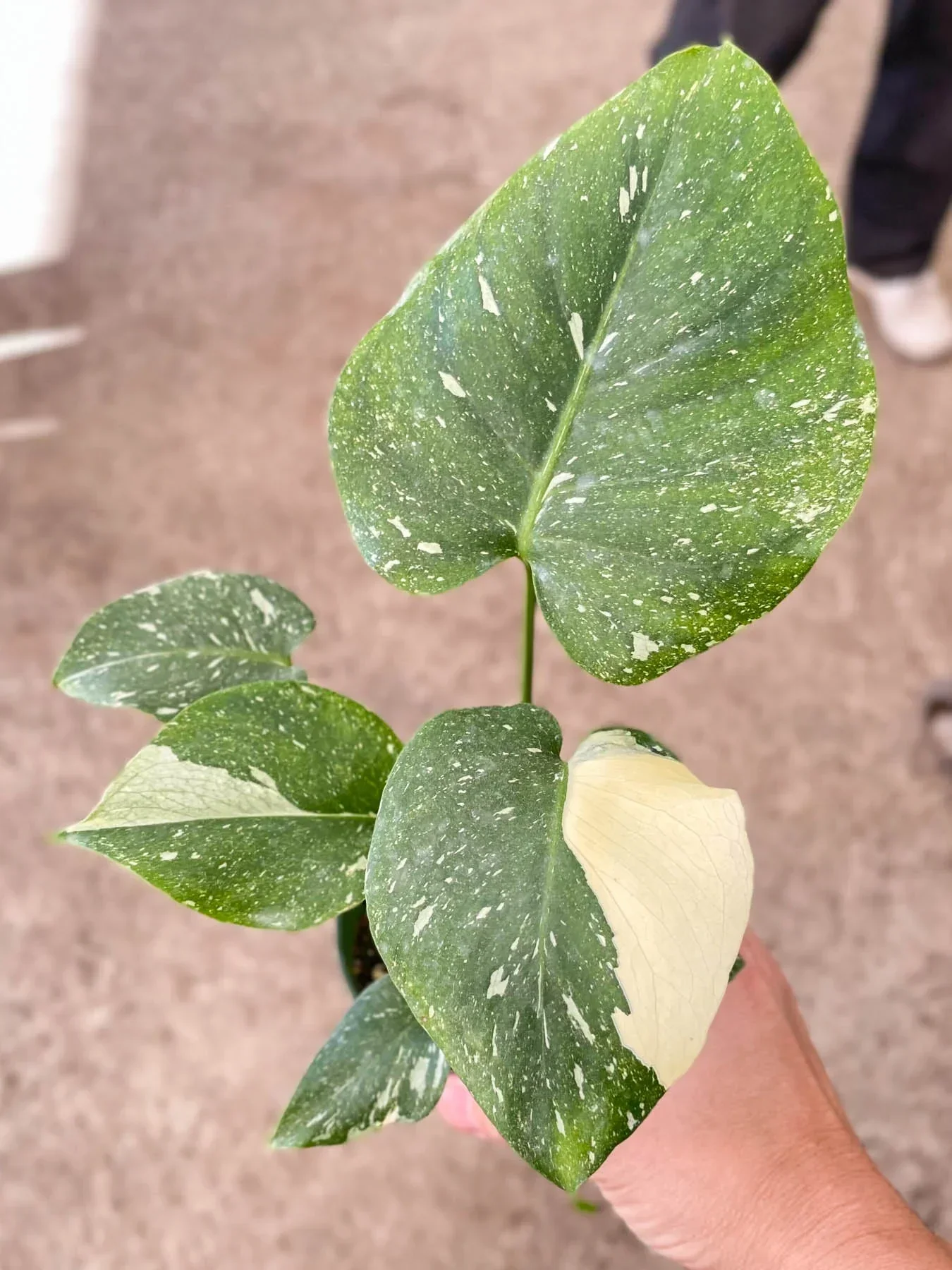 Thai Constellation Monstera - Image 4