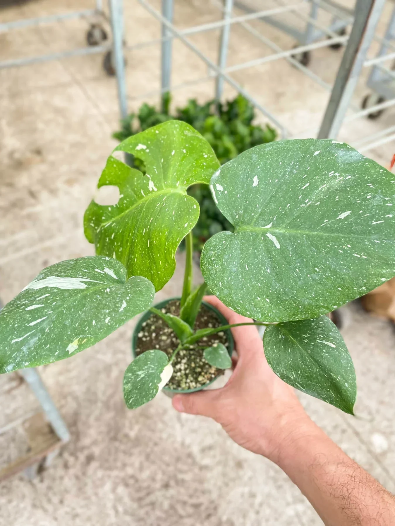 Thai Constellation Monstera - Image 7