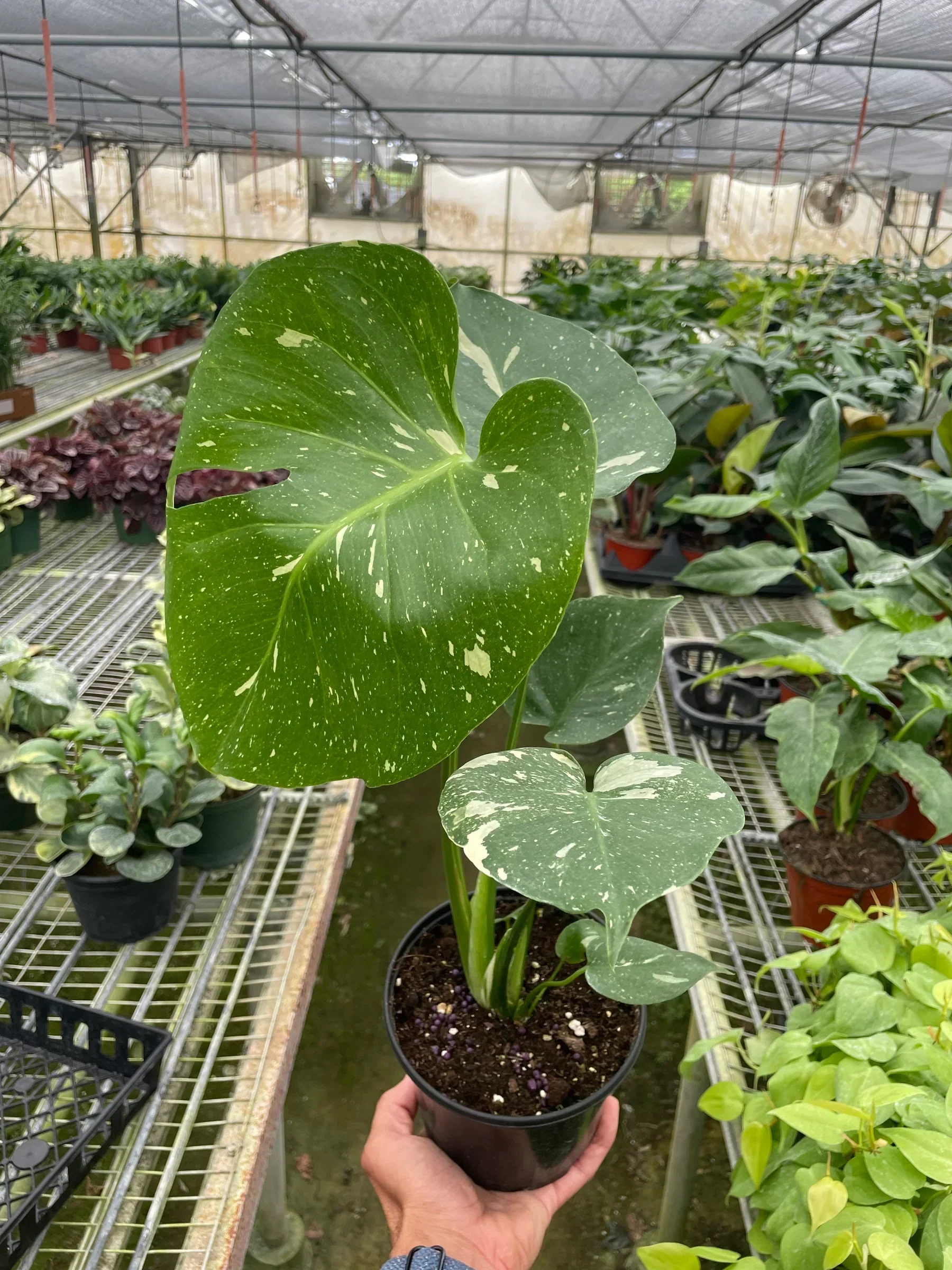 Thai Constellation Monstera - Image 9