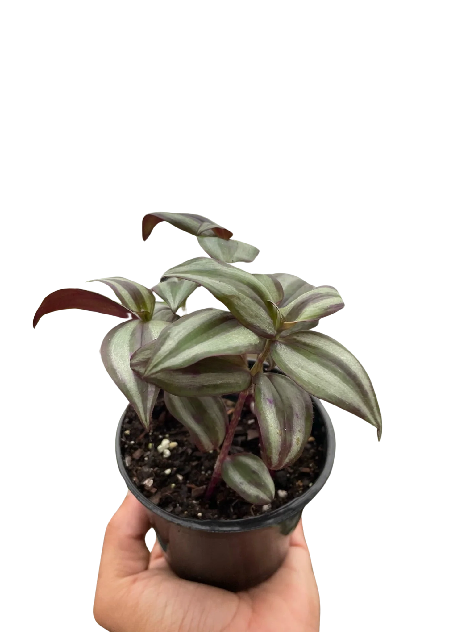 Tradescantia Zebrina 'Wandering Dude' - Image 3