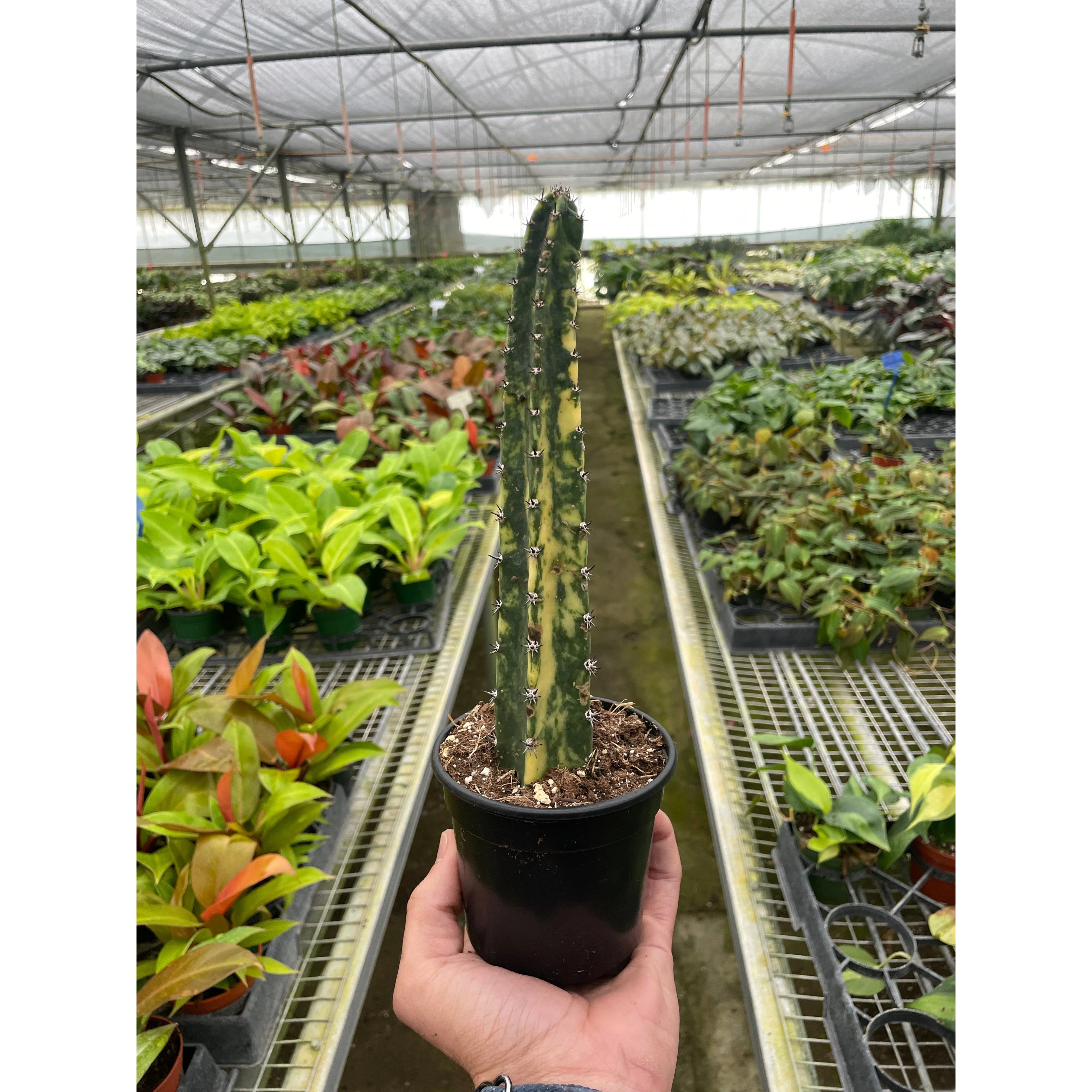 Variegated Blue Candle Cactus - Image 2