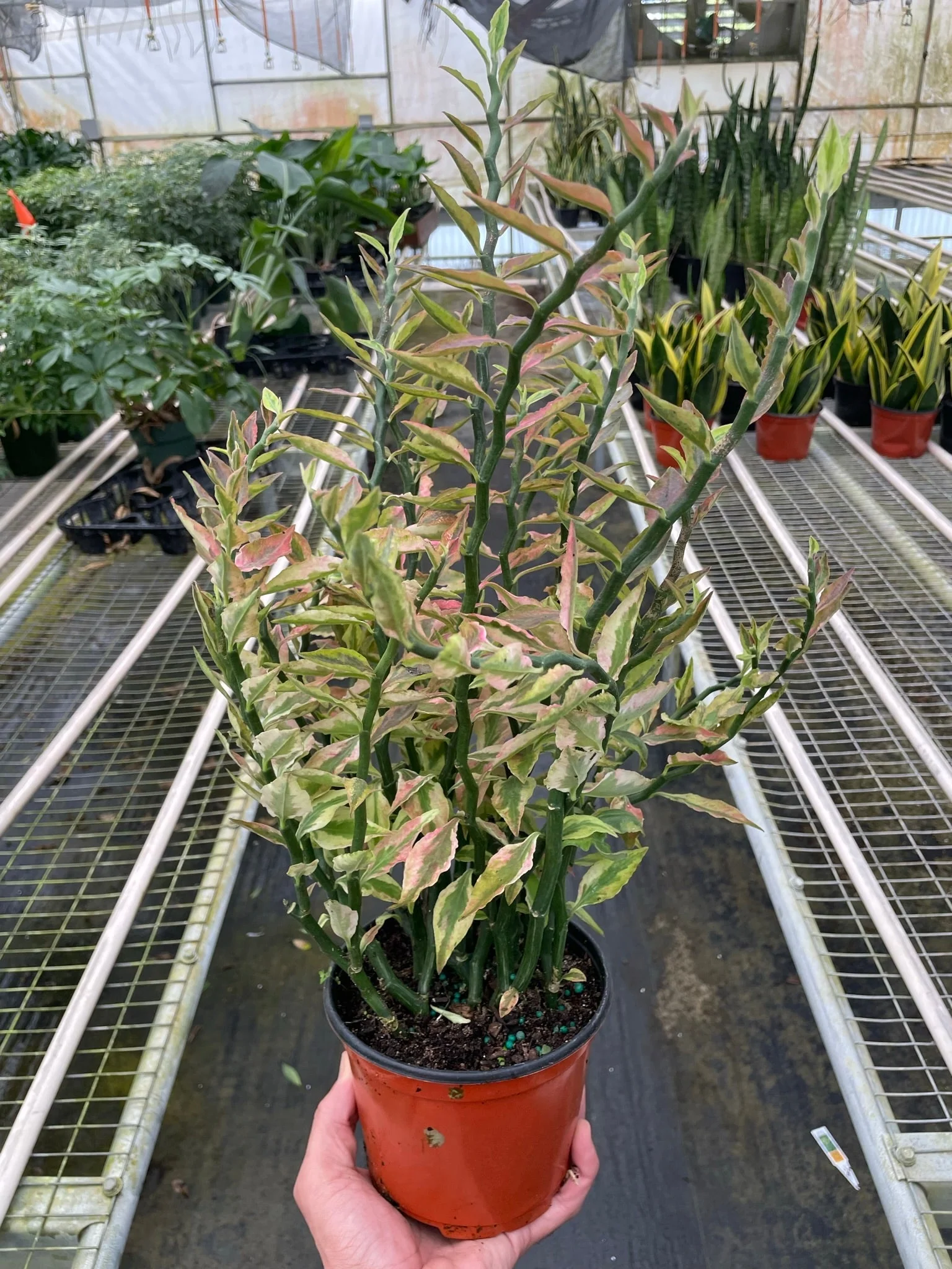 Variegated Devil's Backbone Euphorbia - Image 2