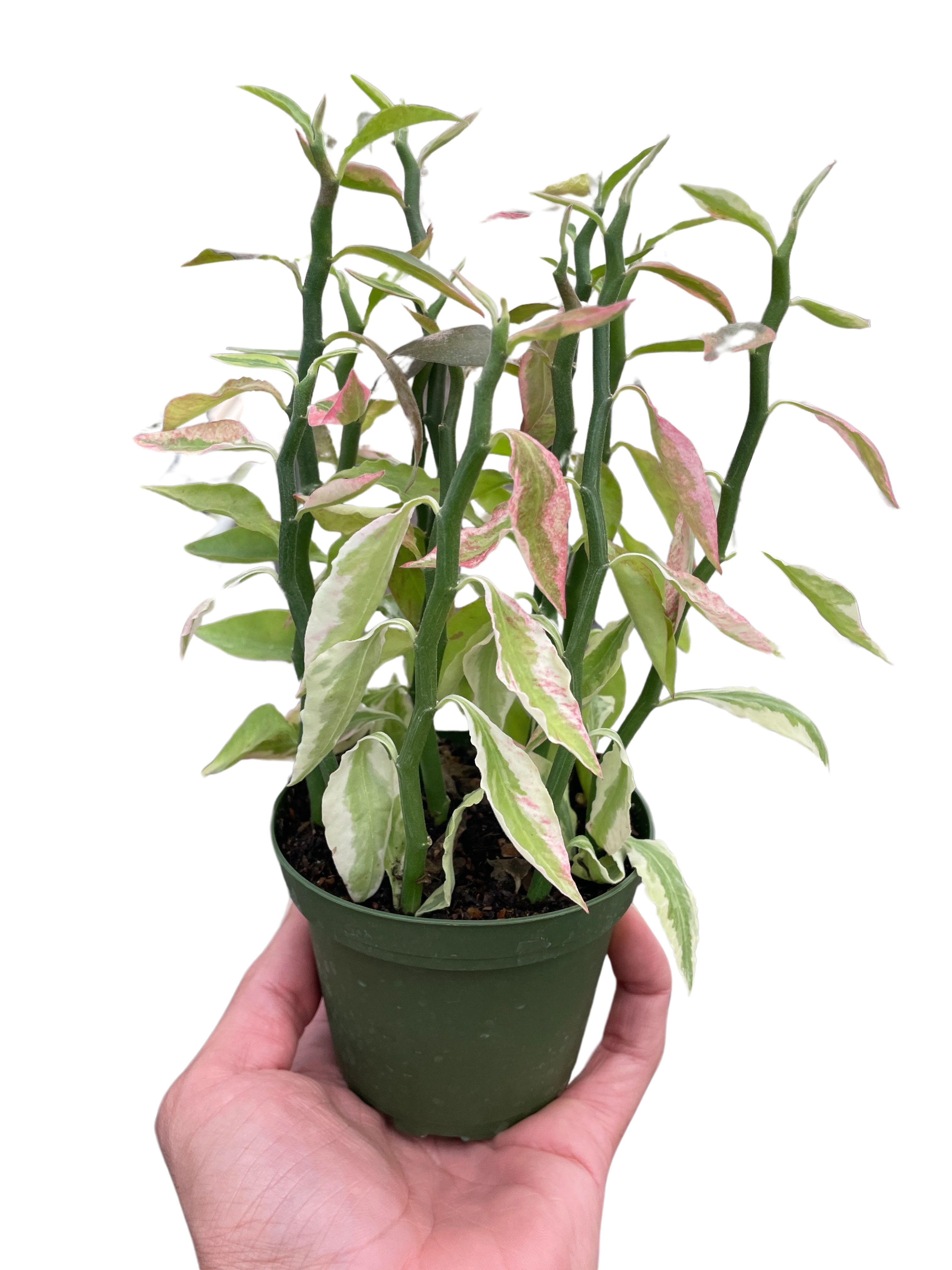 Variegated Devil's Backbone Euphorbia - Image 5