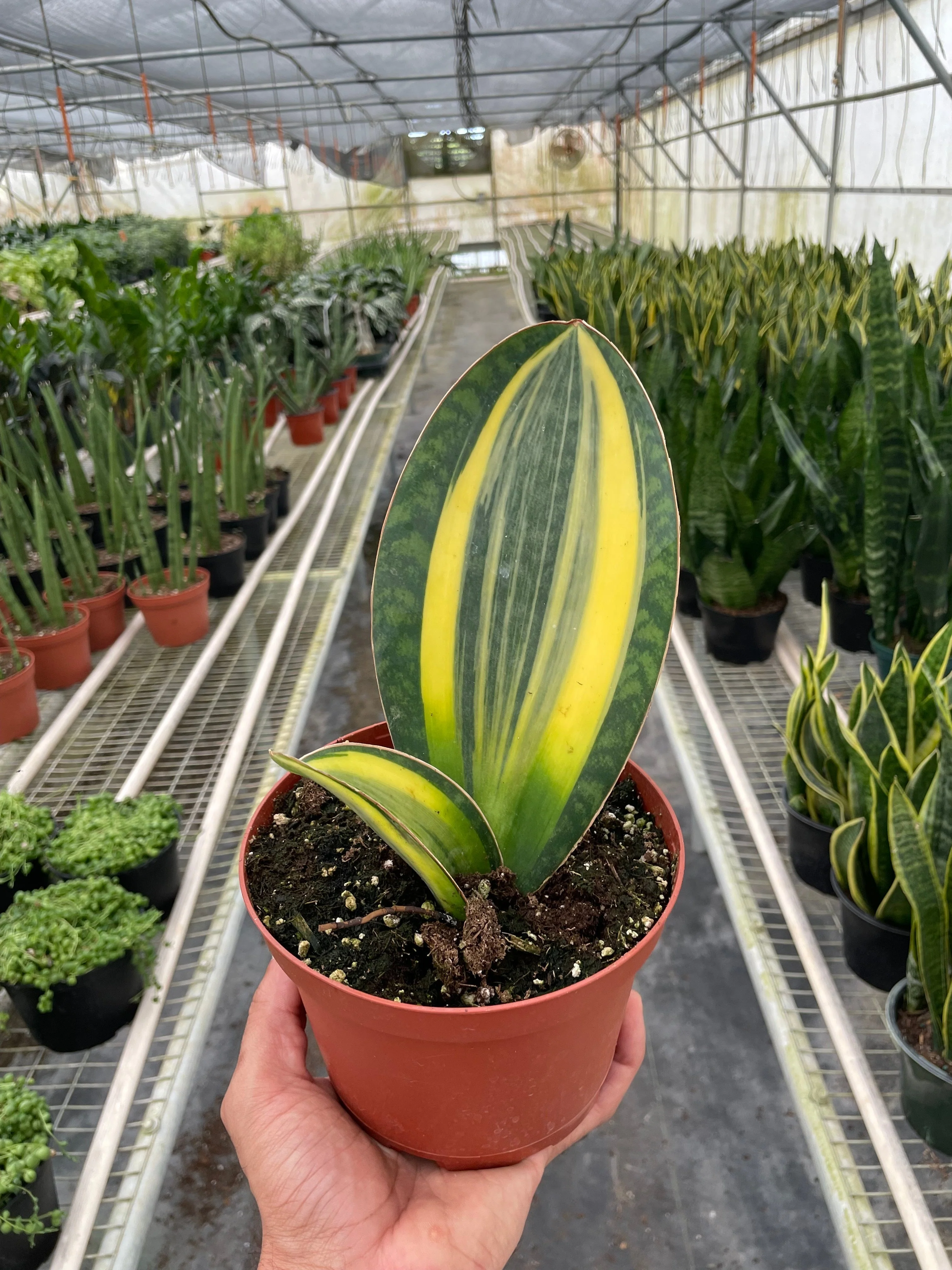Variegated Shark Fin Snake Plant - Image 2