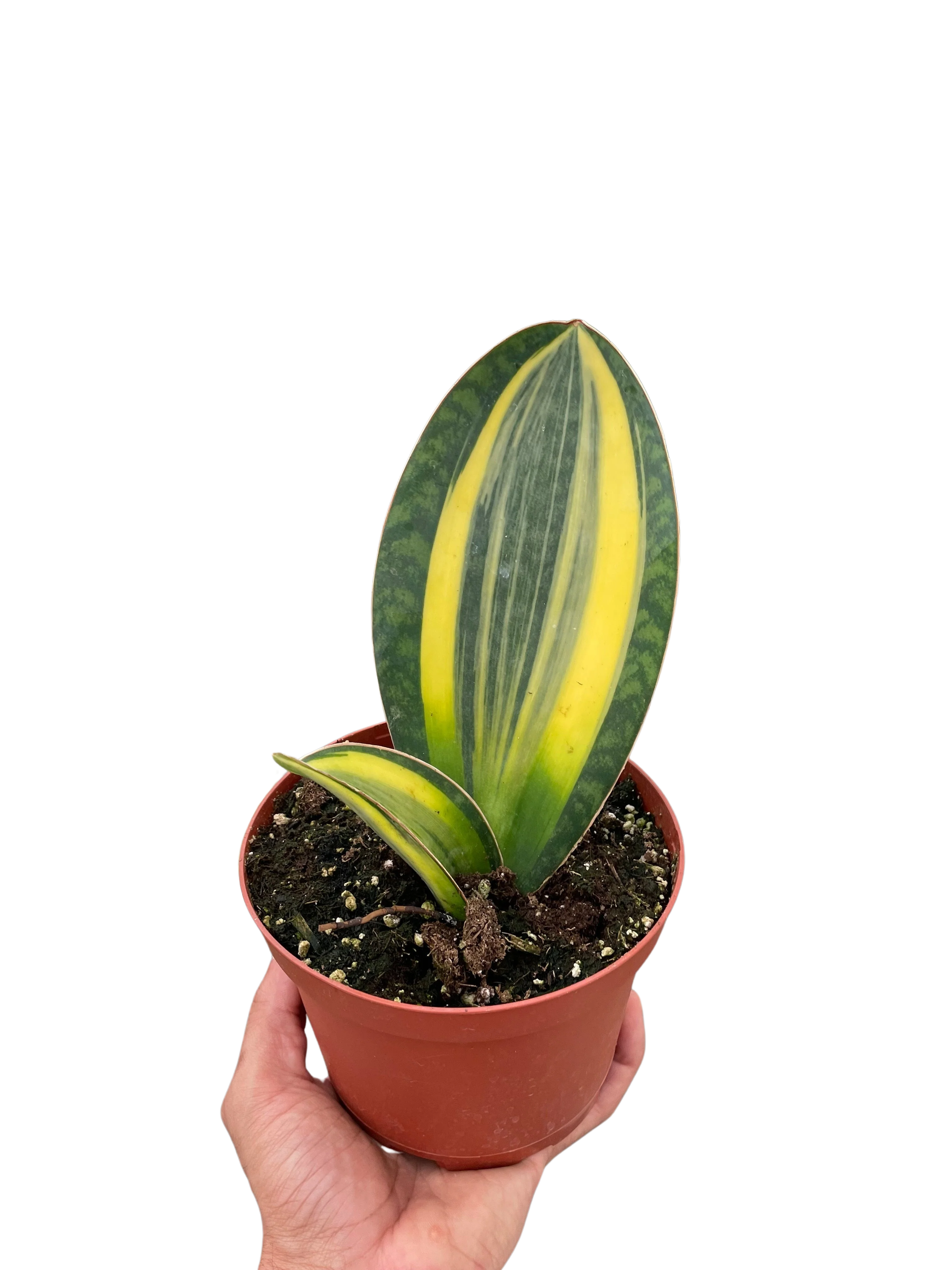 Variegated Shark Fin Snake Plant - Image 3