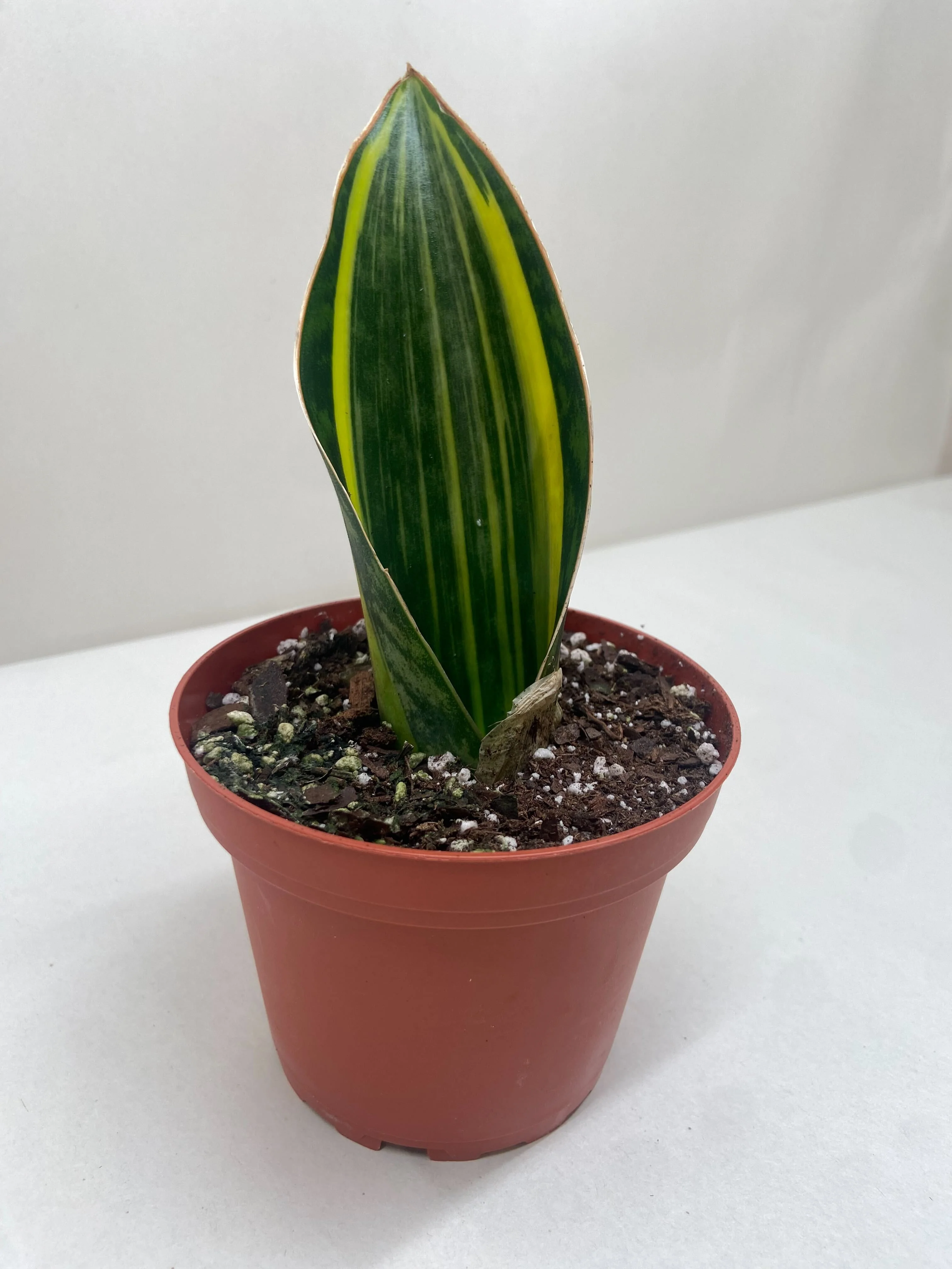 Variegated Shark Fin Snake Plant - Image 4