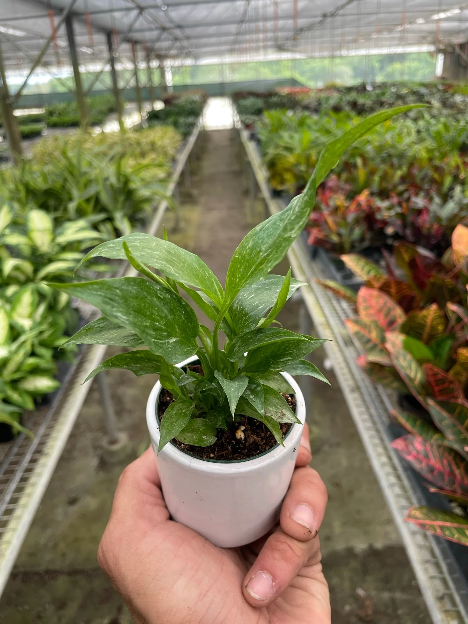 Variegated Spathiphyllum 'Domino' - Image 4