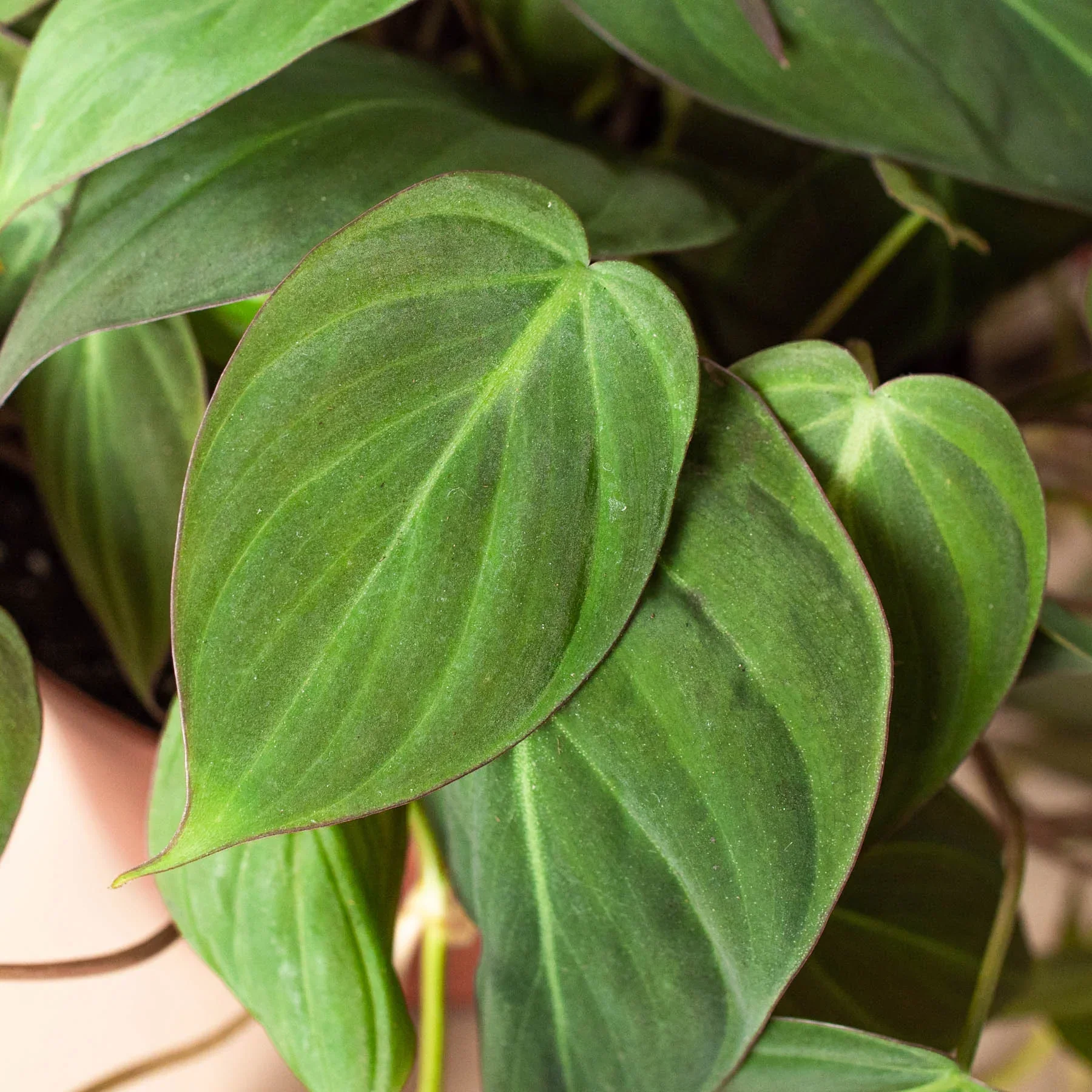 Velvet Leaf Philodendron - Image 5