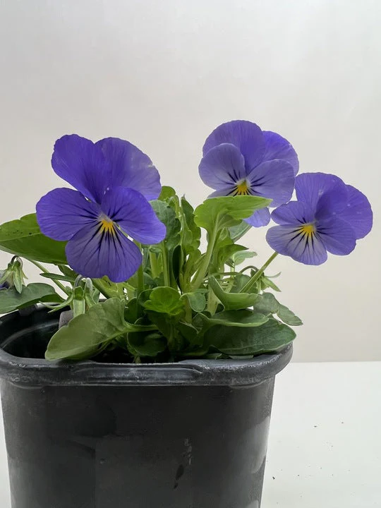 Viola - Image 2