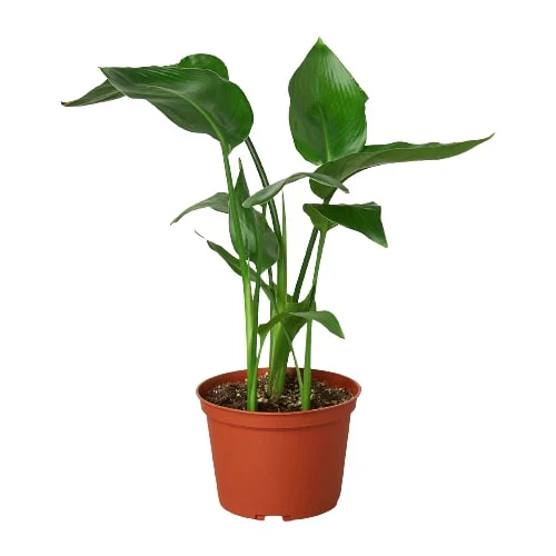 White Bird of Paradise 'Strelitzia Nicolai' - Image 4