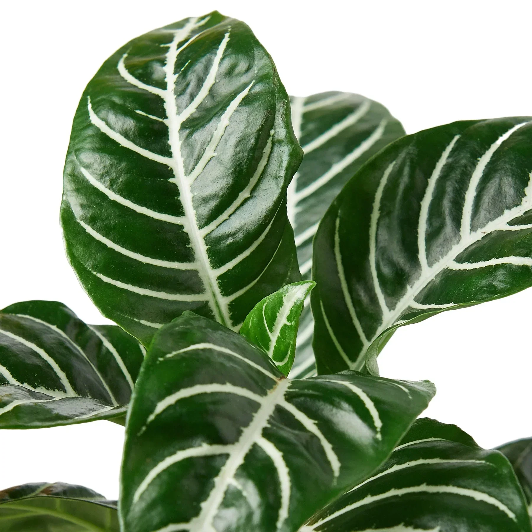 Zebra 'Aphelandra' - Image 4
