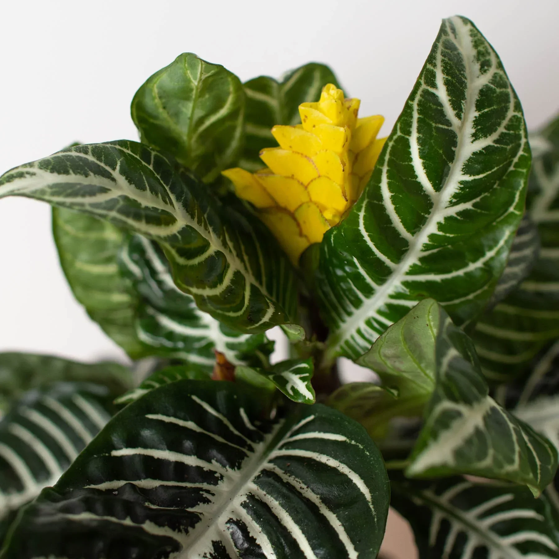 Zebra 'Aphelandra' - Image 5