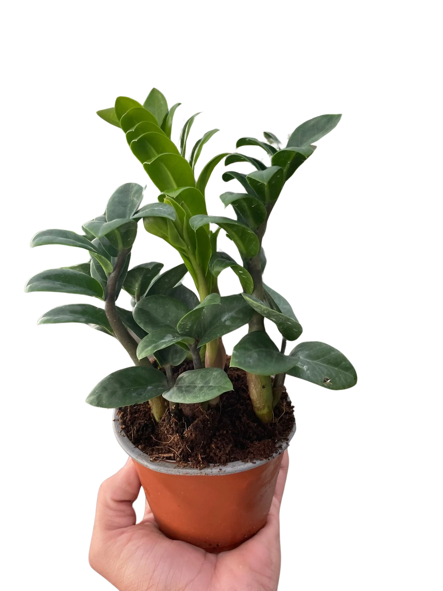 Zenzi ZZ Plant - Image 3