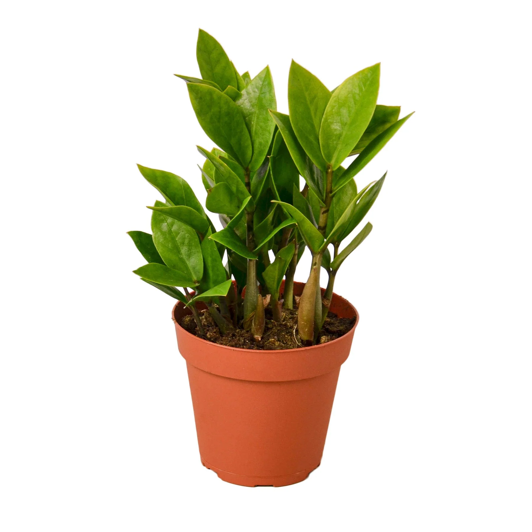 ZZ Plant - Image 3