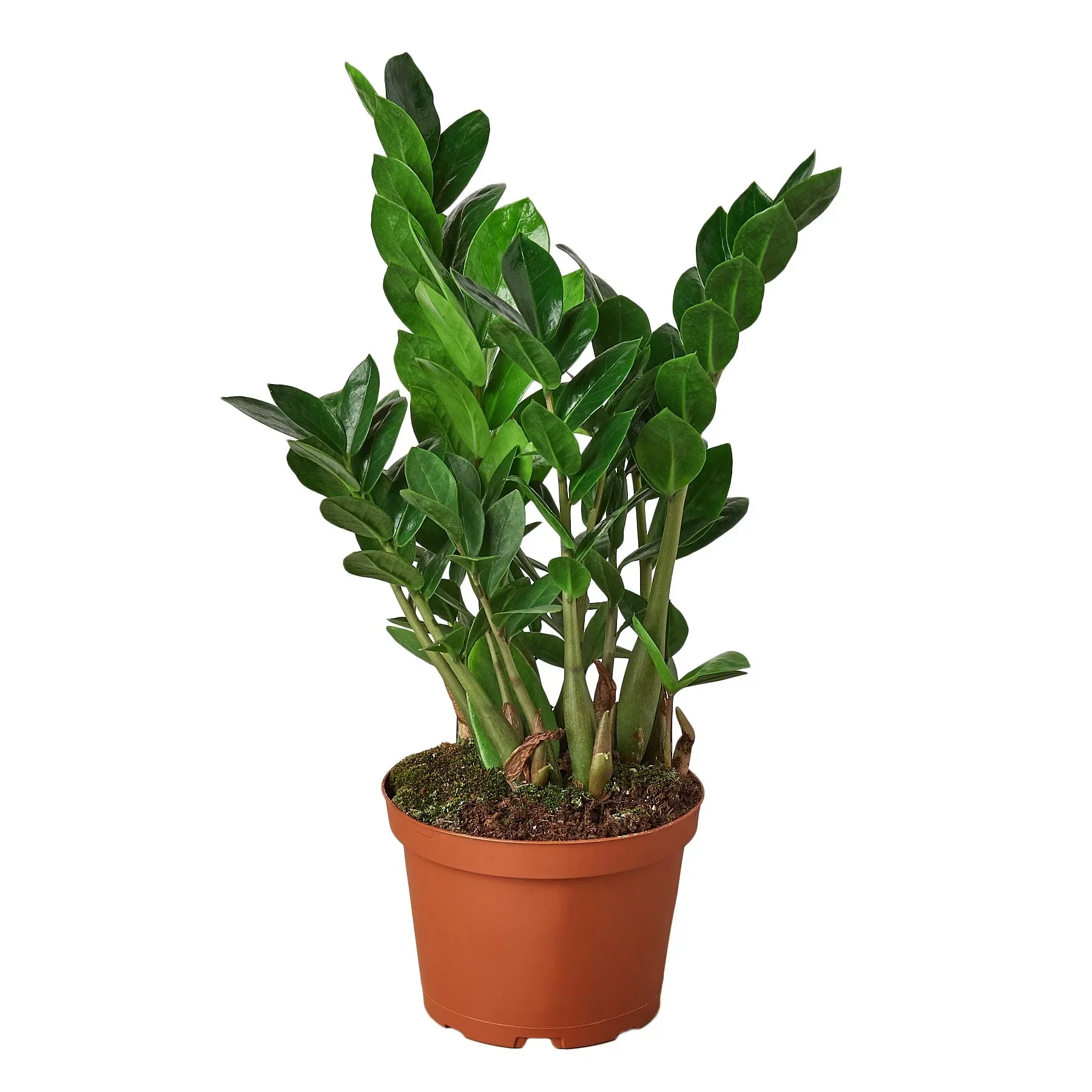 ZZ Plant - Image 4