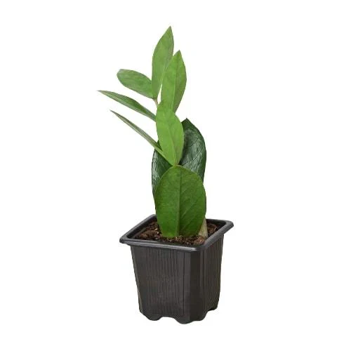 ZZ Plant - Image 5