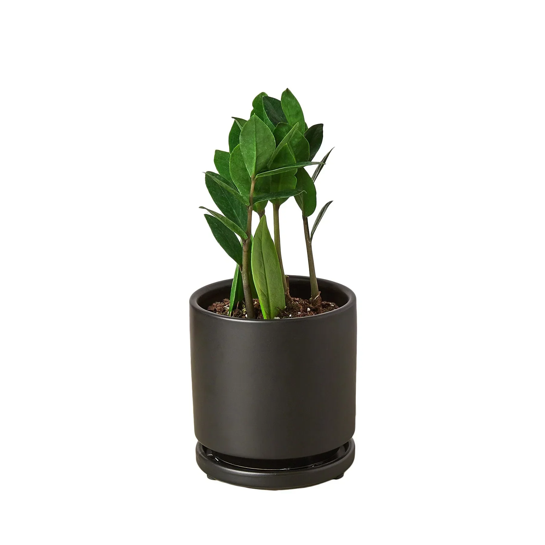 ZZ Plant - Image 6
