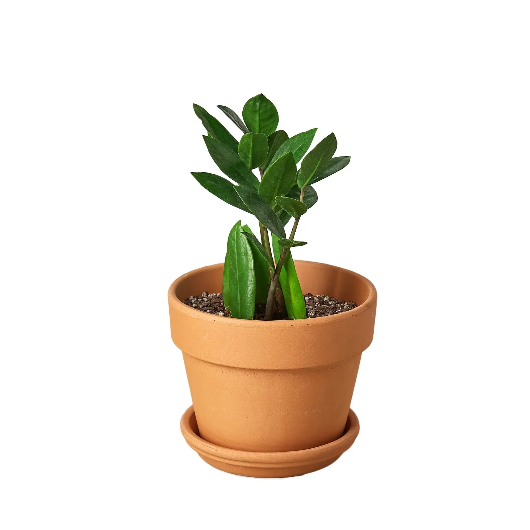 ZZ Plant - Image 7