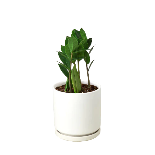 ZZ Plant - Image 8